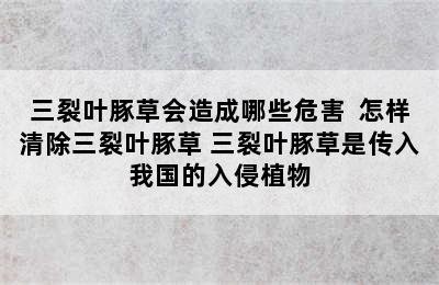 三裂叶豚草会造成哪些危害  怎样清除三裂叶豚草 三裂叶豚草是传入我国的入侵植物